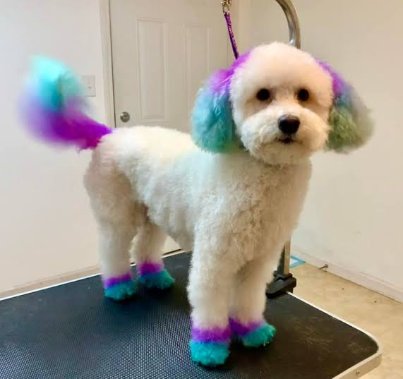 Bichon groomed with pastel teal and purple holiday color accents