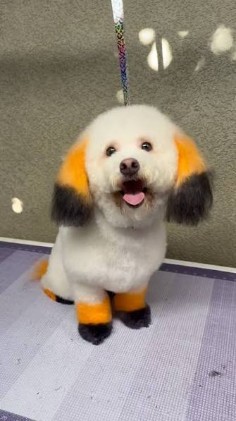 Poodle mix with orange and black accent color on the ears and paws