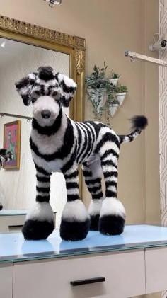 Schnauzer groomed into a black and white striped design