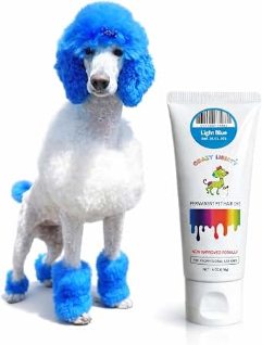 Standard poodle with blue accent color, styled with the pet-safe semi-permanent dye used for every color service